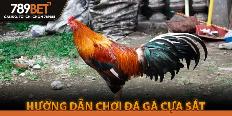 Hướng dẫn chơi đá gà cựa sắt