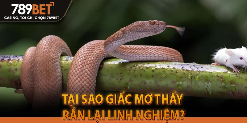 Tại Sao Giấc Mơ Thấy Rắn Lại Linh Nghiệm?