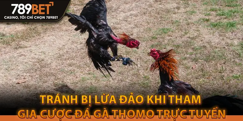 tránh bị lừa đảo khi tham gia cược đá gà thomo trực tuyến